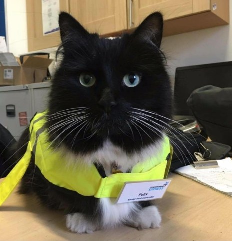 Felix the Huddersfield cat