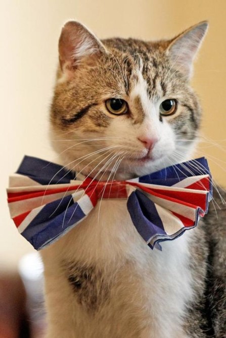 Patriotic Larry survives latest cabinet reshuffle (Picture Getty Images)