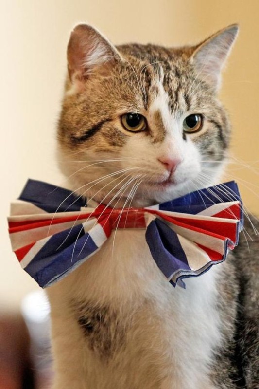 Patriotic Larry survives latest cabinet reshuffle (Picture Getty Images)