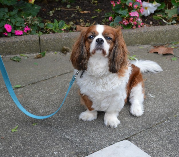 Cavalier at the cemetery