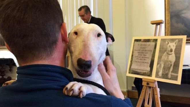 Bull Terrier Billy attended the ceremony to accept the award on behalf of Peggy. (Picture: GORDON HIGHLANDERS MUSEUM)