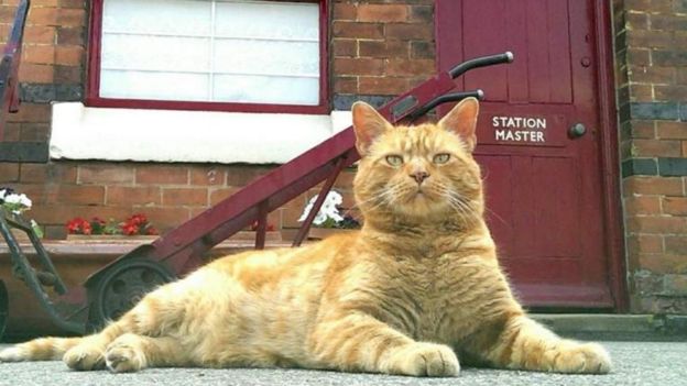Alfie the Rushden Station cat (photo credit: Rushden Station)