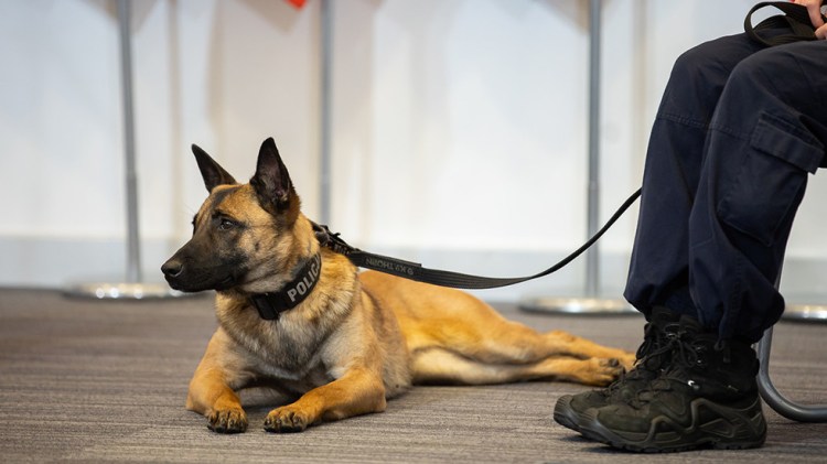 A service dog attends a press conference held by Poland's interior ministry on February 18, 2021. © gov.pl